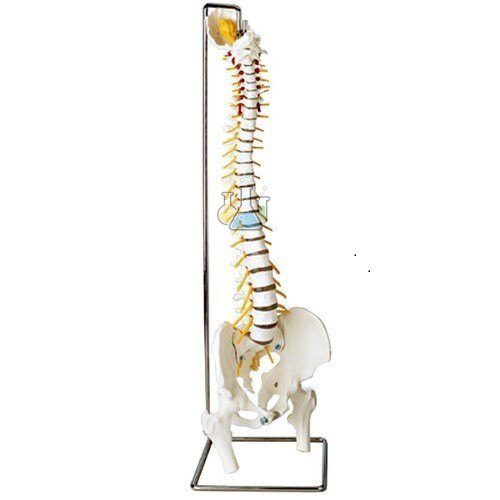 Spine With Pelvis Model